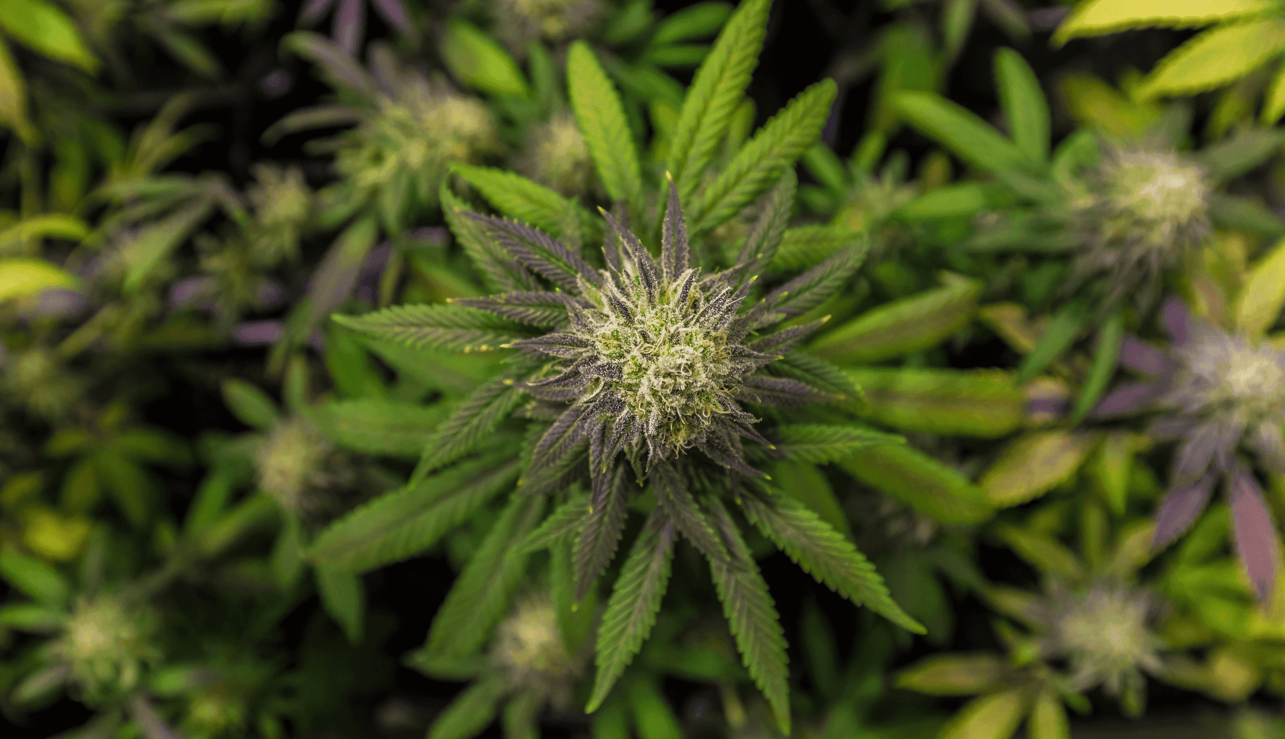 Top view Cannabispflanze